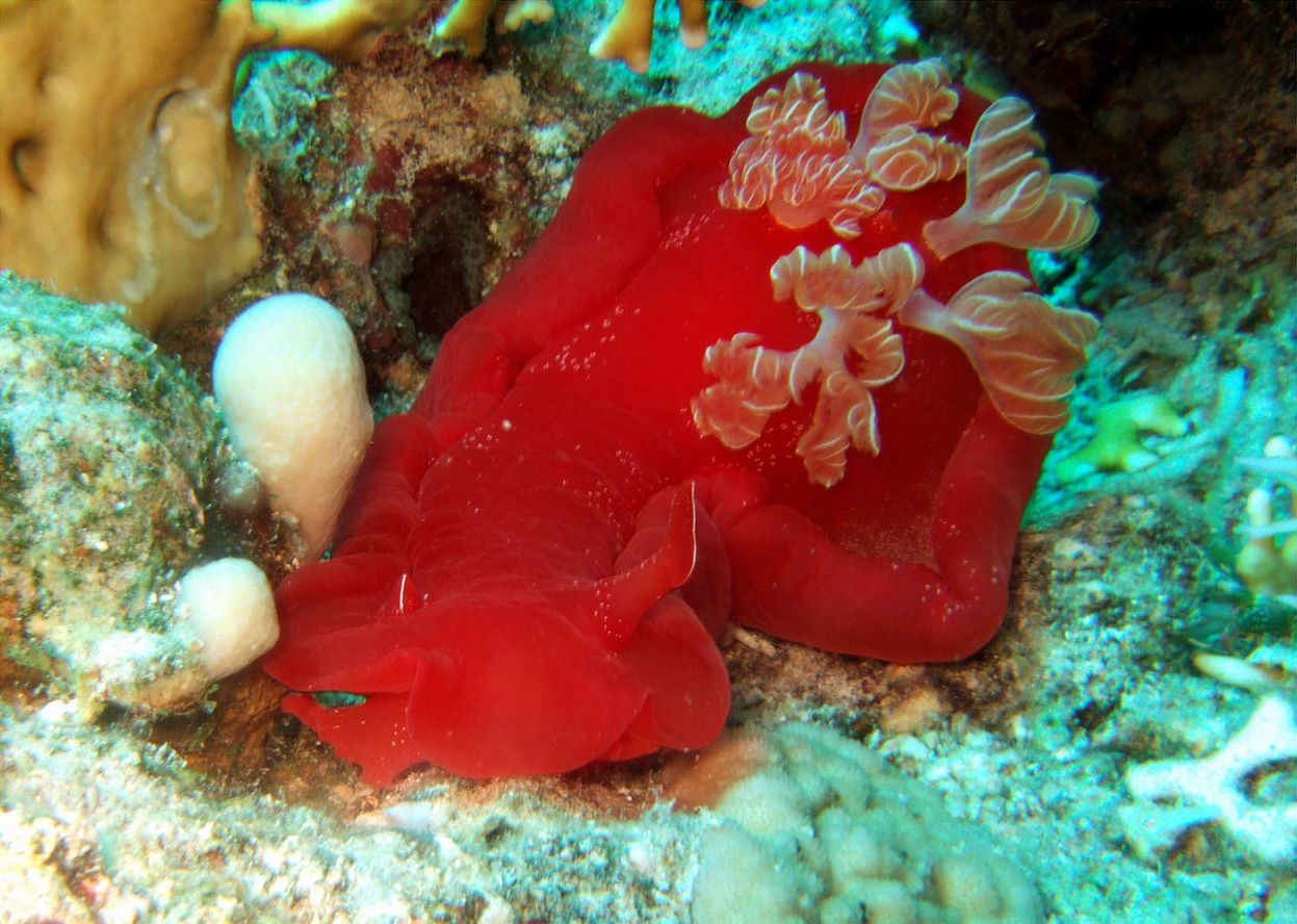 Hexabranchus sanguineus